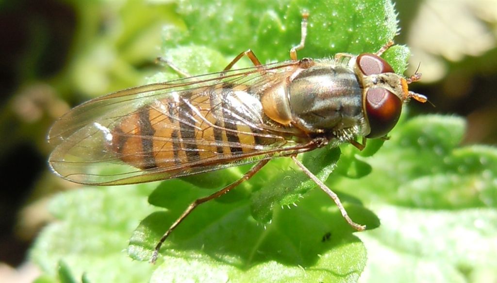 Episyrphus balteatus